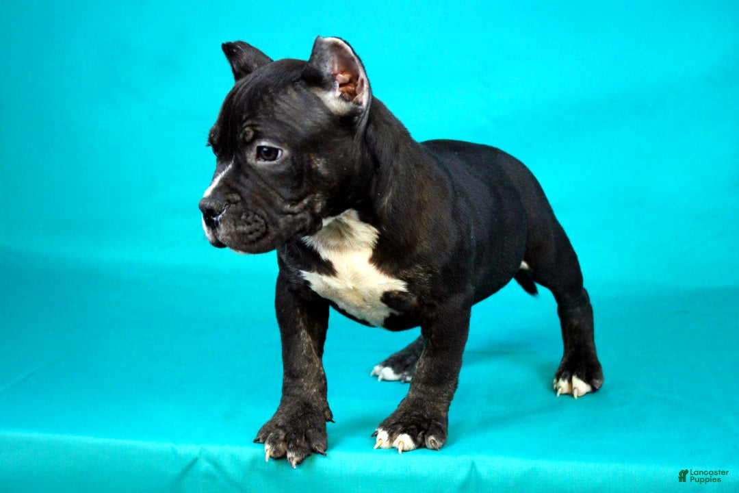 American Bully dogs for sale: Black Trindle Male - Ad 5