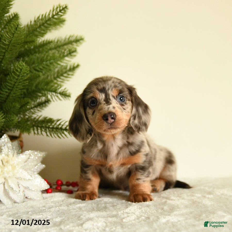 Miniature Dachshund dogs Waffles - Ad 9