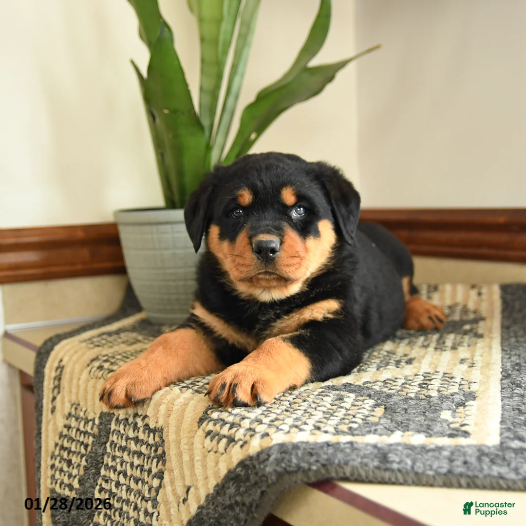 Rottweiler dogs for sale: Denis - Ad 3