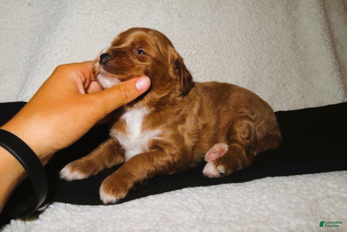 Mini Goldendoodle dogs River - Ad 1