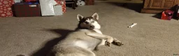 Gerberian Shepsky dogs for sale: Midnight - Ad 10