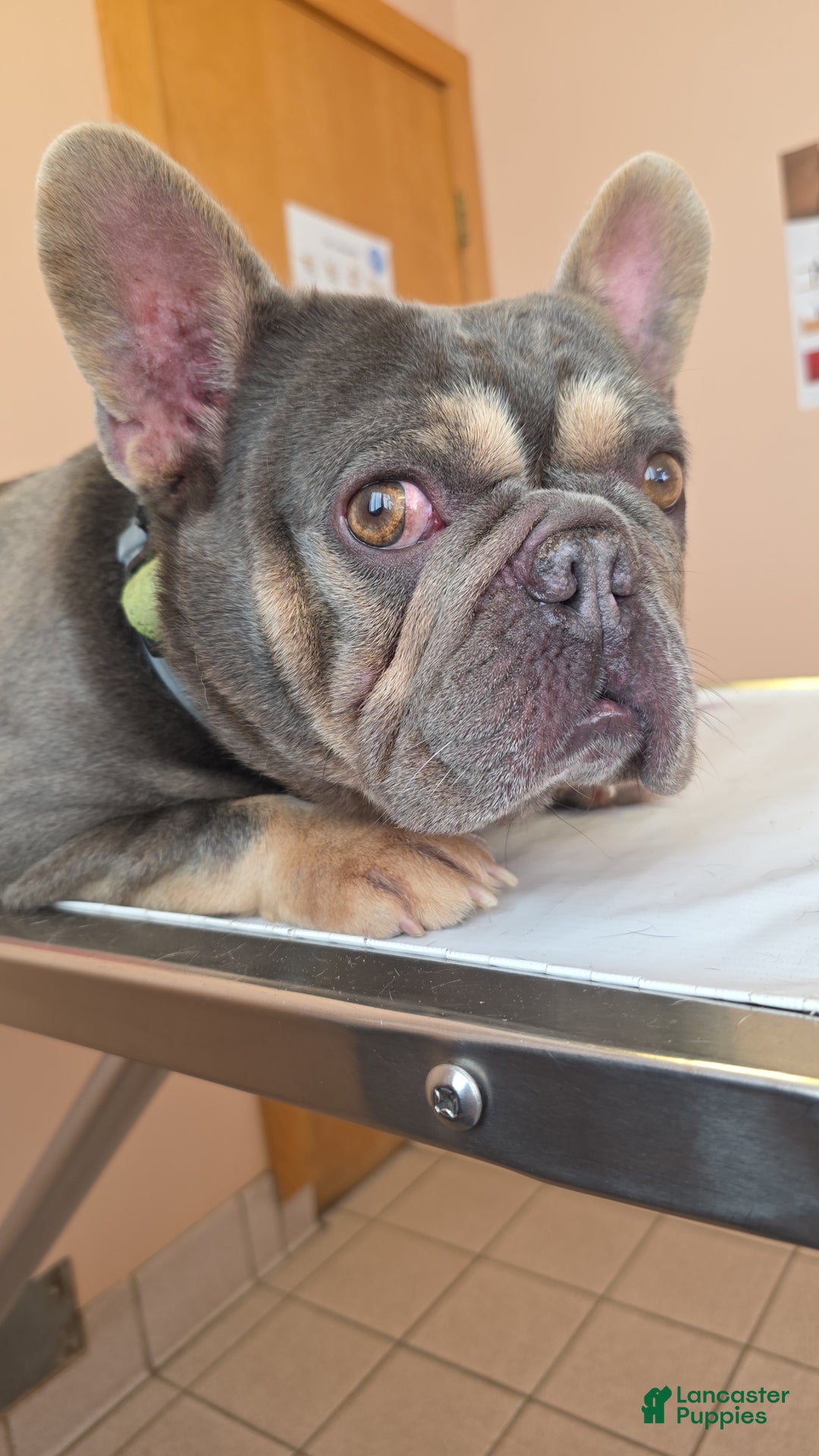 French Bulldog dogs for sale: Leeroi - Ad 4