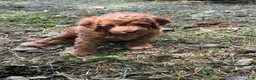 Irish Doodle dogs for sale: Rusty  - Ad 6