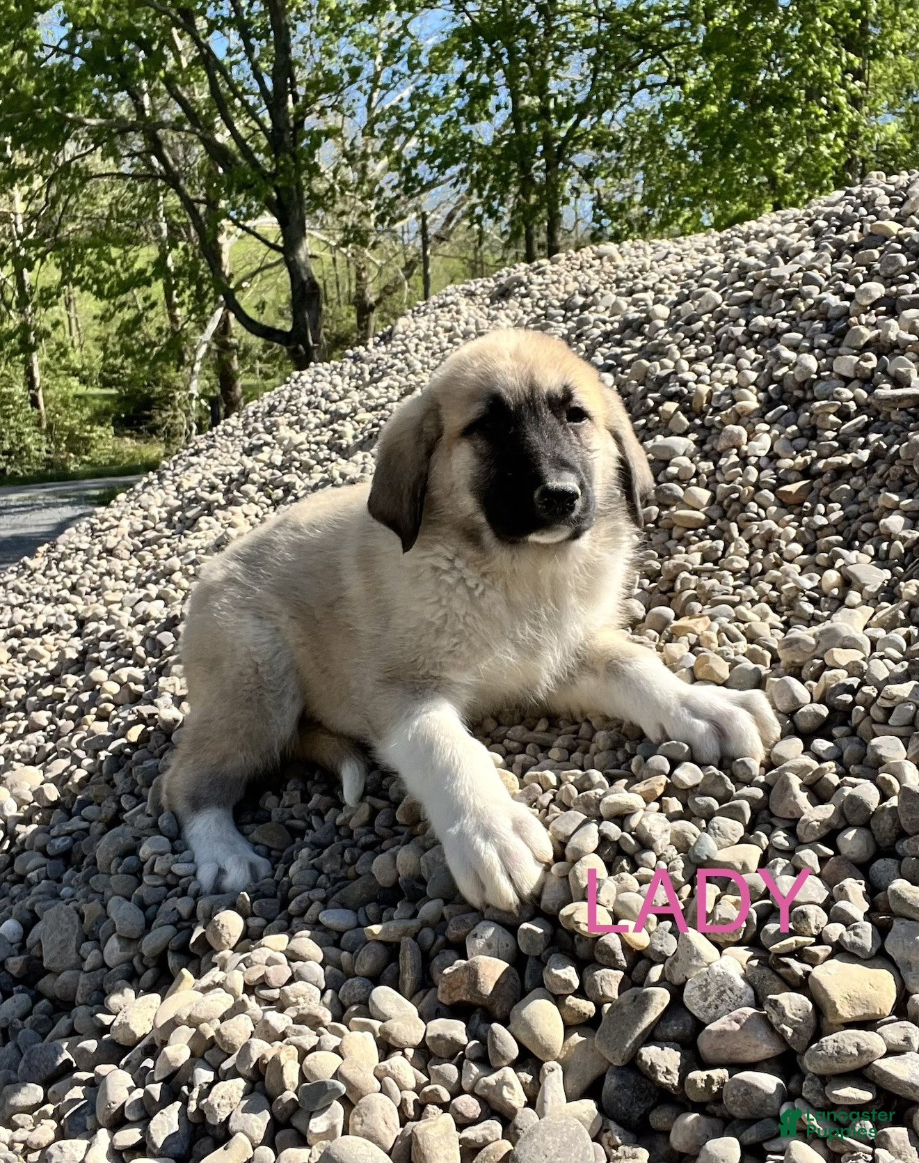 Great Pyrenees dogs Great Pyrenees Puppy 5 Lady - Ad 17