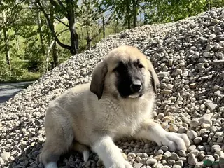 Great Pyrenees dogs Great Pyrenees Puppy 5 Lady - Ad 17