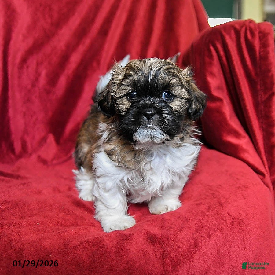 Shih Tzu dogs for sale: Coffee - Ad 2