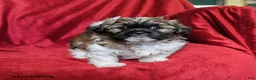 Shih Tzu dogs for sale: Coffee - Ad 1