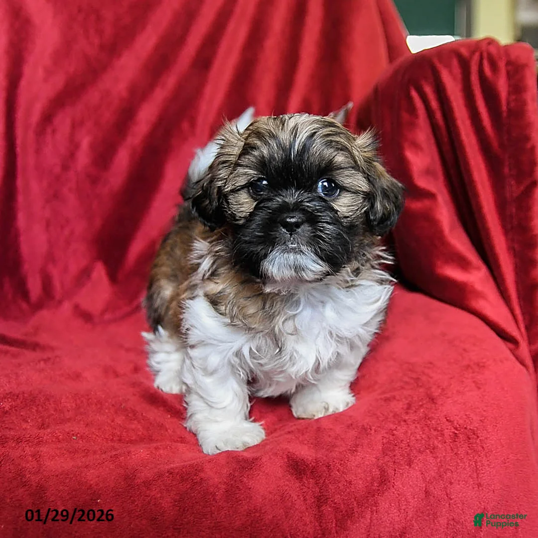 Shih Tzu dogs for sale: Coffee - Ad 1
