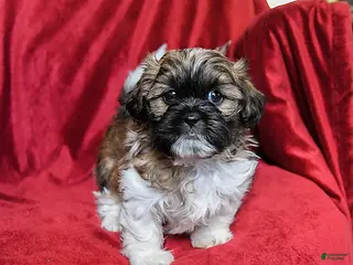 Shih Tzu dogs for sale: Coffee - Ad 2