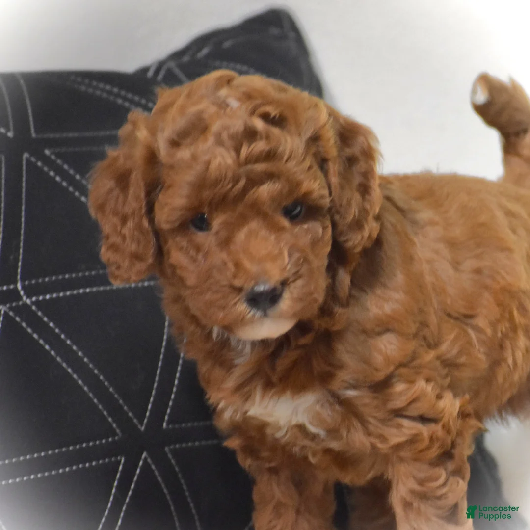 Miniature Poodle dogs for sale: Evlyn - Ad 2