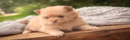 Pomeranian dogs for sale: Toulouse Pomeranian  - Ad 3