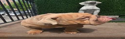 English Bulldog dogs for stud: OPEN FOR STUD - Ad 35