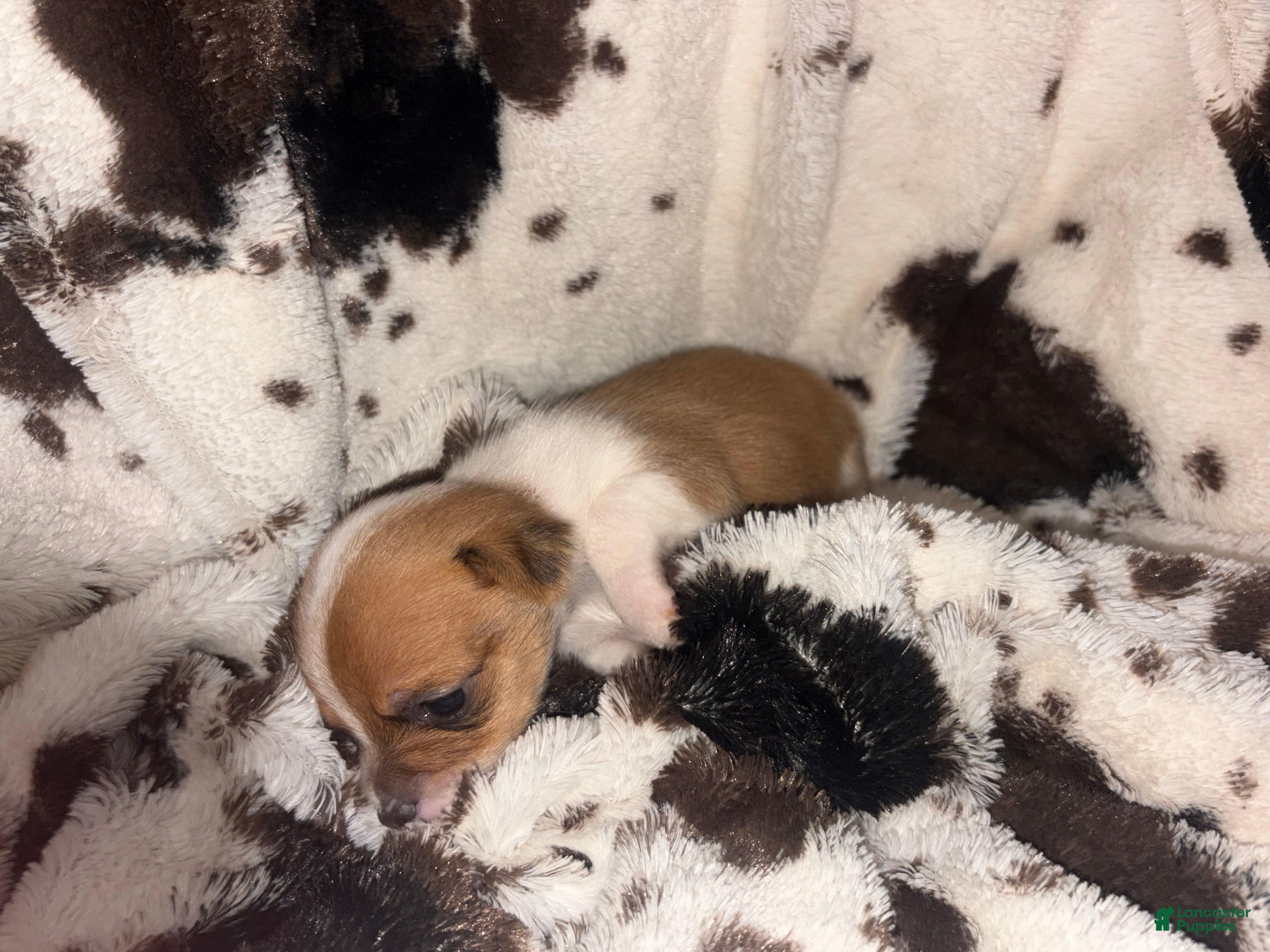 Chihuahua dogs Lola - Ad 1
