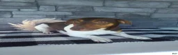 Jack Russell Terrier dogs for sale: Lilah - Ad 8