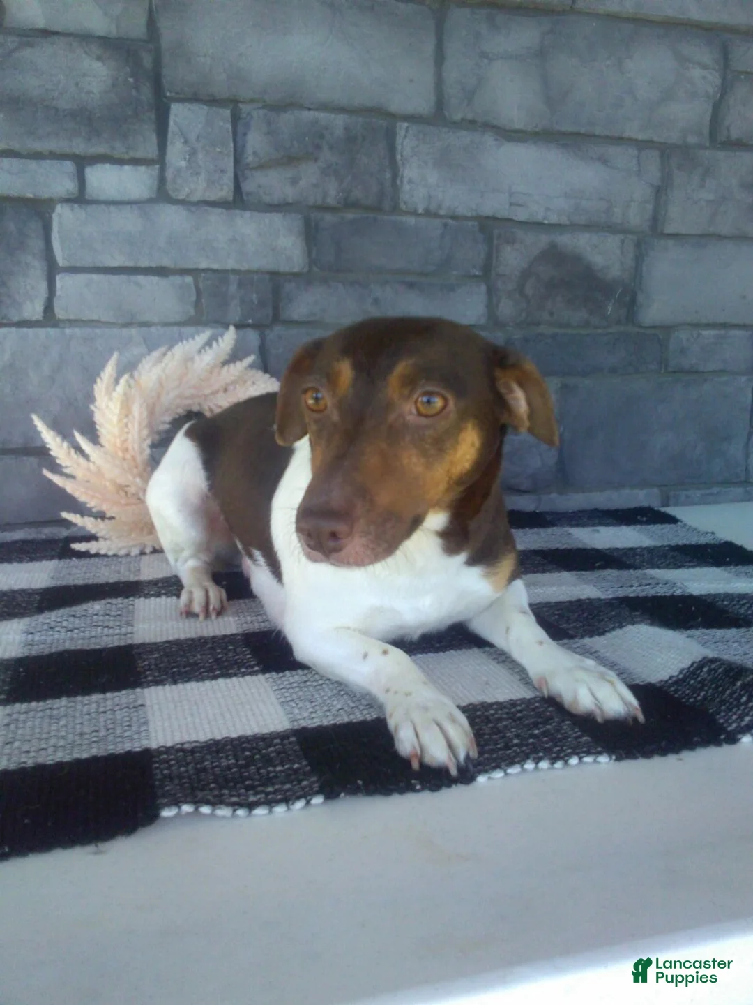 Jack Russell Terrier dogs for sale: Lilah - Ad 8