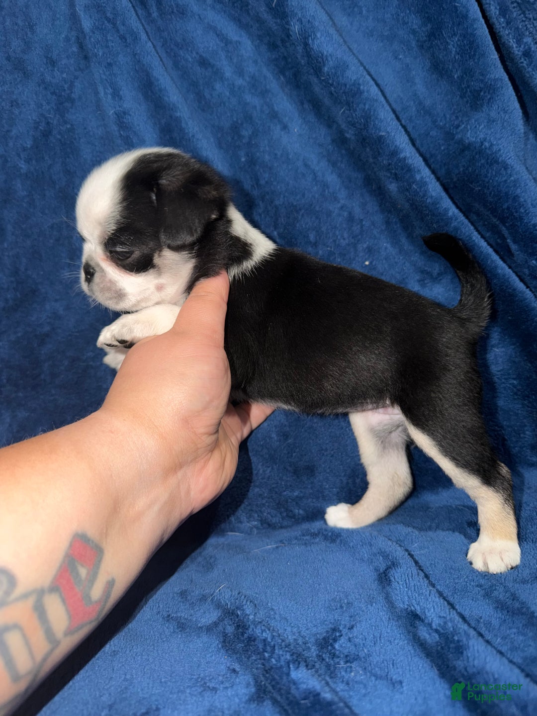 Pug dogs for sale: Pixie  - Ad 2