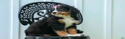Bernese Mountain Dog dogs for sale: SALLY - Ad 13
