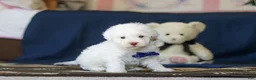 Toy Poodle dogs for sale: Bingo - Ad 7