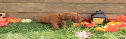 Standard Poodle dogs for sale: David - Ad 4