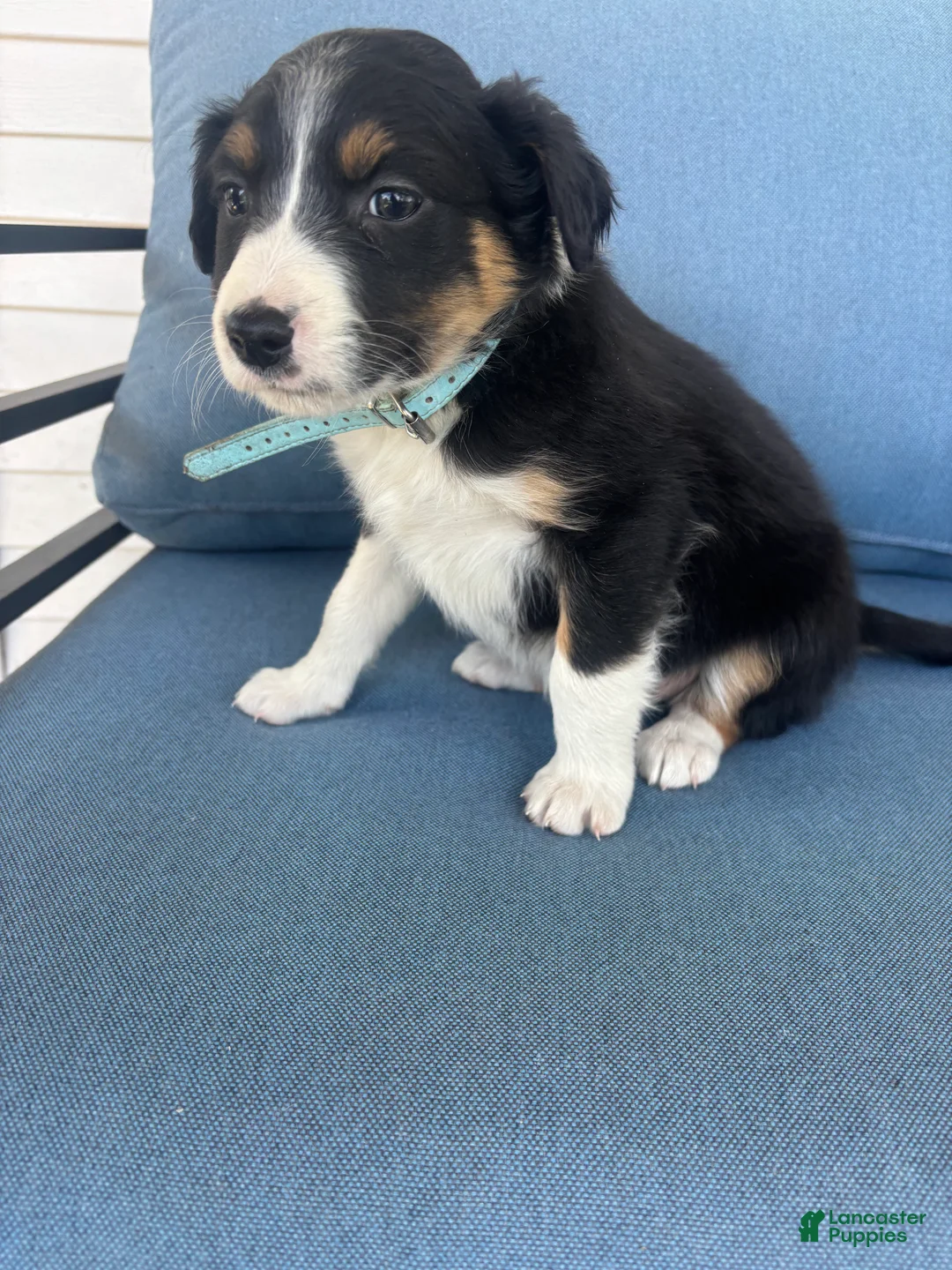 Mixed Breed dogs for sale: Roxie - Ad 1