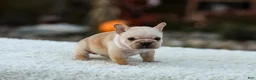 French Bulldog dogs for sale: Jill - Cream - Ad 10