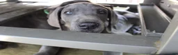 Great Dane dogs for sale: Diamond - Ad 21