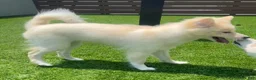 Alaskan Klee Kai dogs for sale: Lady Alona (Lady) - Ad 6