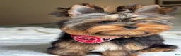 Yorkshire Terrier dogs for sale: Cody - Ad 2