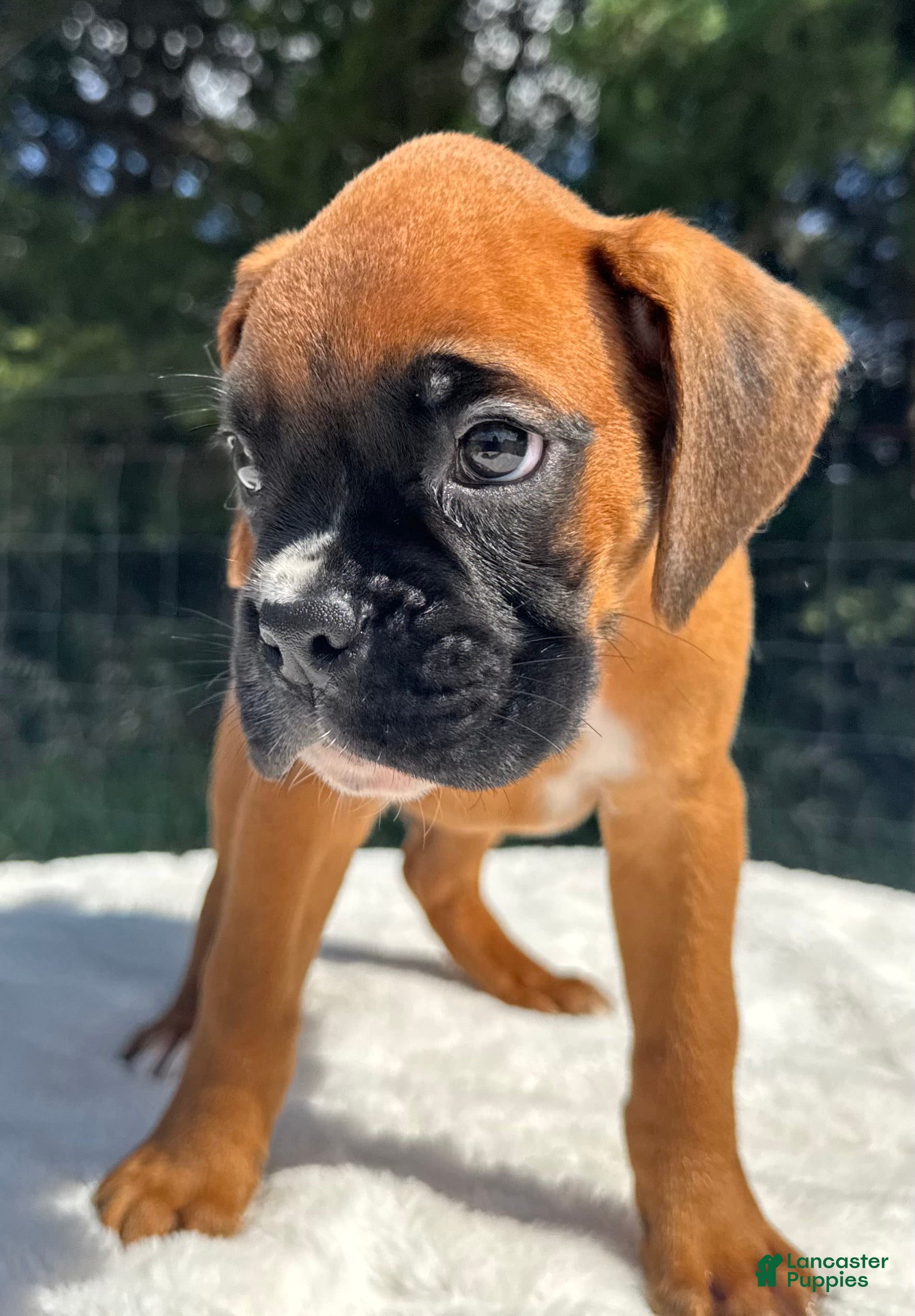 Boxer dogs Art - Ad 2