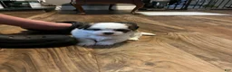 Shih Tzu dogs for sale: Bella - Ad 5