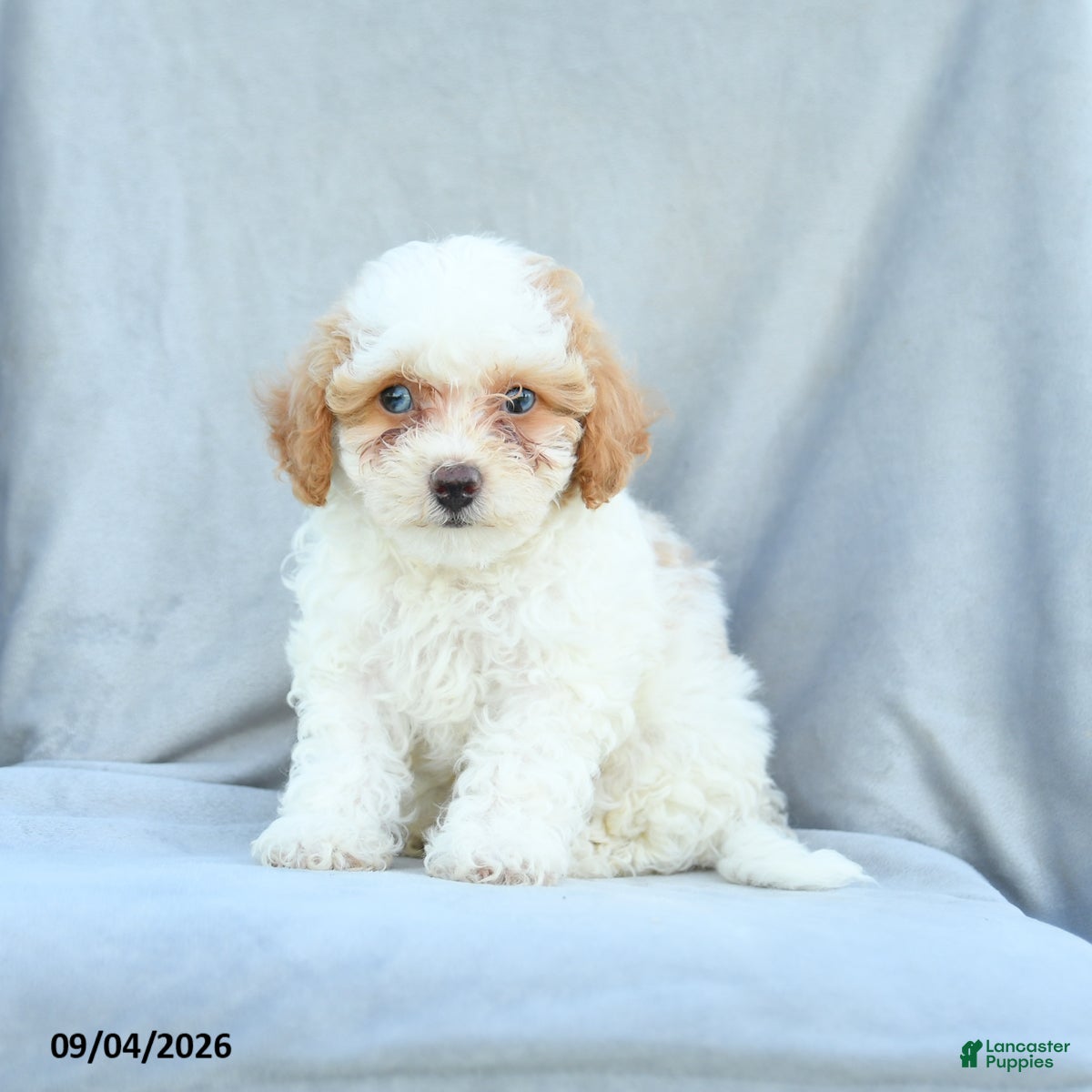 Bichpoo dogs Ziggy - Ad 1