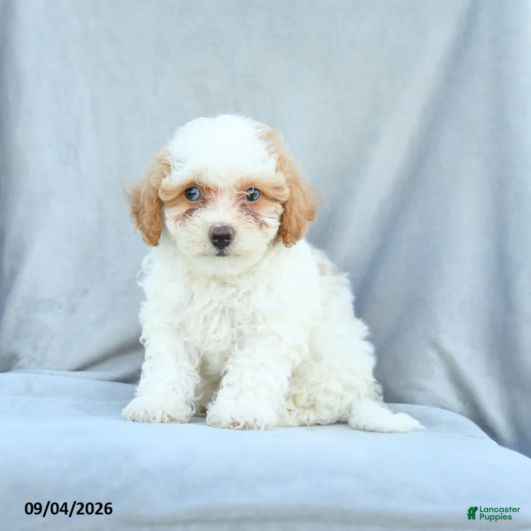 Bichpoo dogs for sale: Ziggy - Ad 1