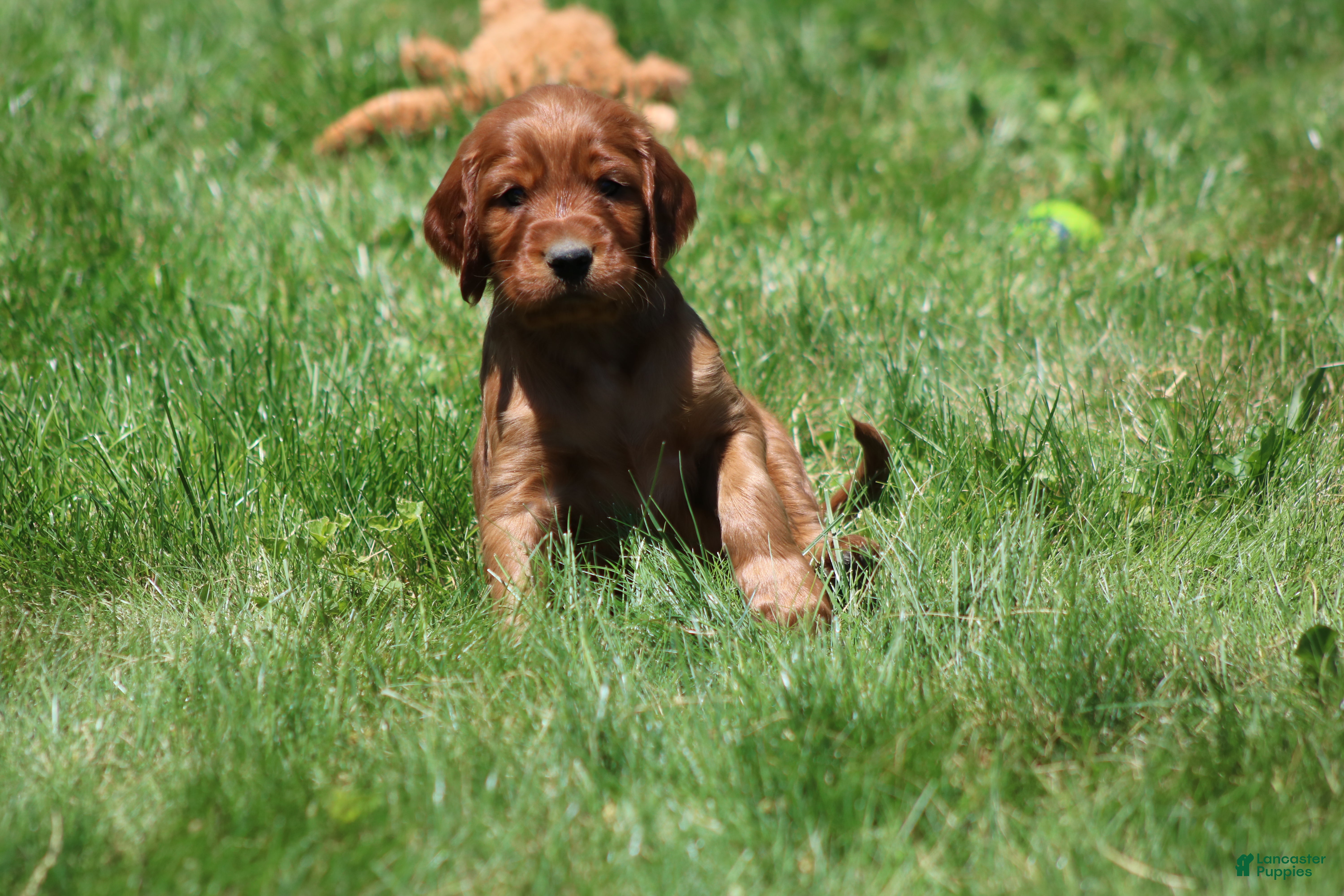 Irish Setter dogs for sale: Sammy - Ad 7