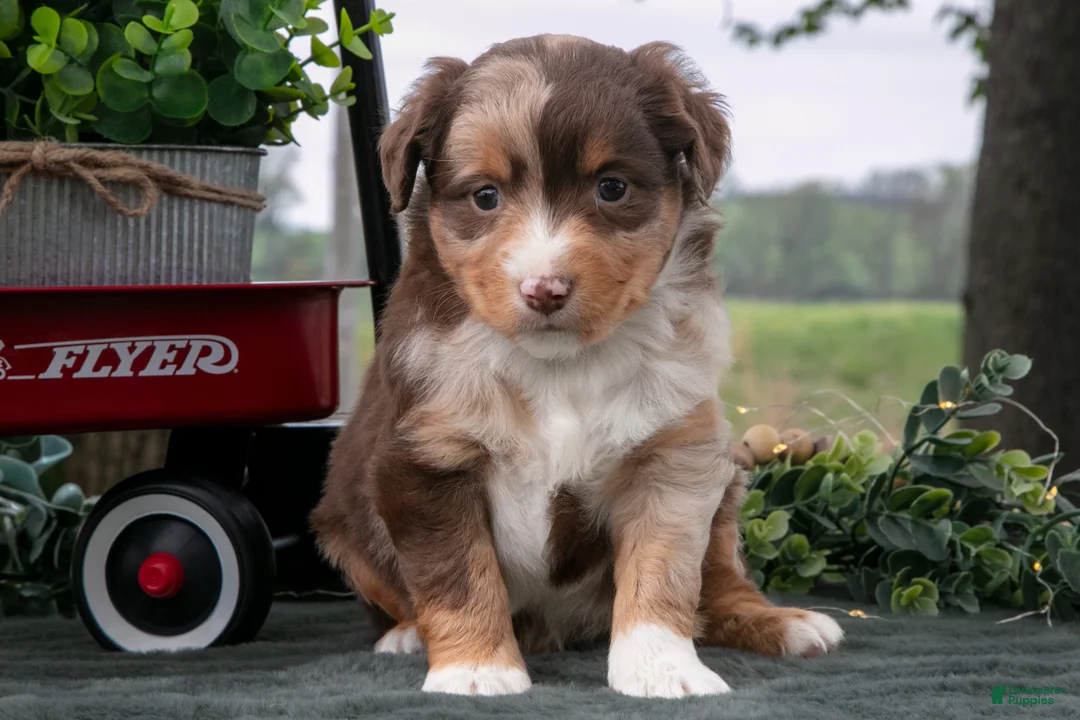 Miniature Australian Shepherd dogs for sale: Comet - Ad 1