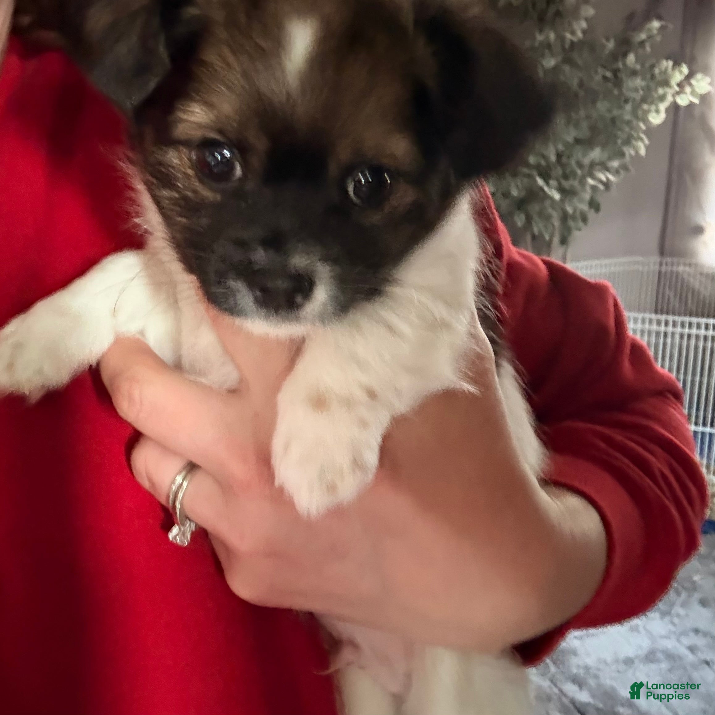 Chihuahua dogs Chihuahua Puppy 1 Long haired Male  - Ad 19