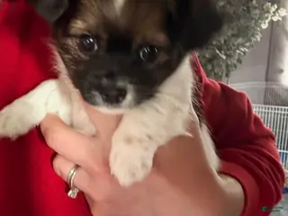 Chihuahua dogs Chihuahua Puppy 1 Long haired Male - Ad 19