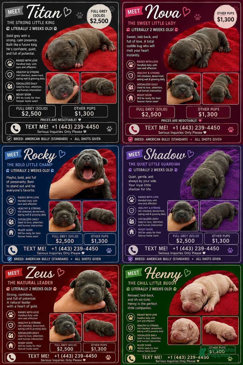 American Bully dogs American Bully 5 - Ad 30
