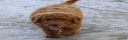 Mini Goldendoodle dogs for sale: Vanessa - Ad 3