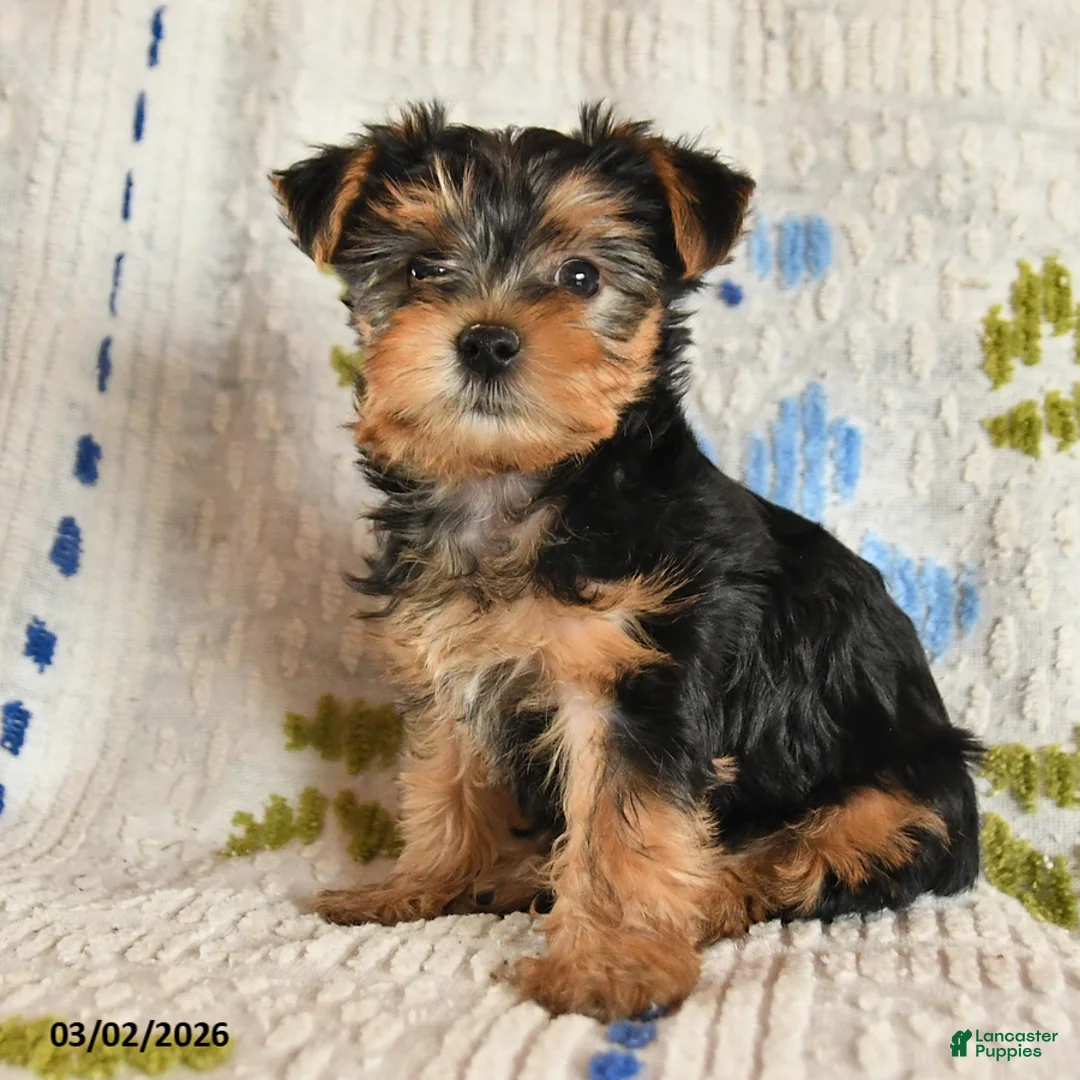 Yorkshire Terrier dogs for sale: Jewel - Ad 2
