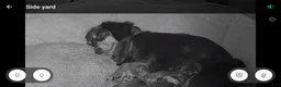 Miniature Dachshund dogs for sale: Miniature Dachshund 2 - Ad 6