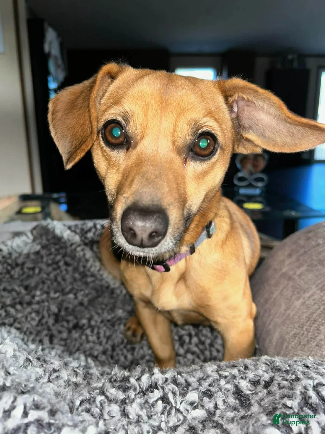 Chiweenie dogs for sale: Nugget - Ad 3