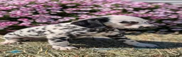 Dalmatian dogs for sale: Callie - Ad 9