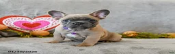 French Bulldog dogs for sale: Winter - Ad 4