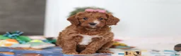 Cavapoo dogs for sale: Brielle - Ad 2