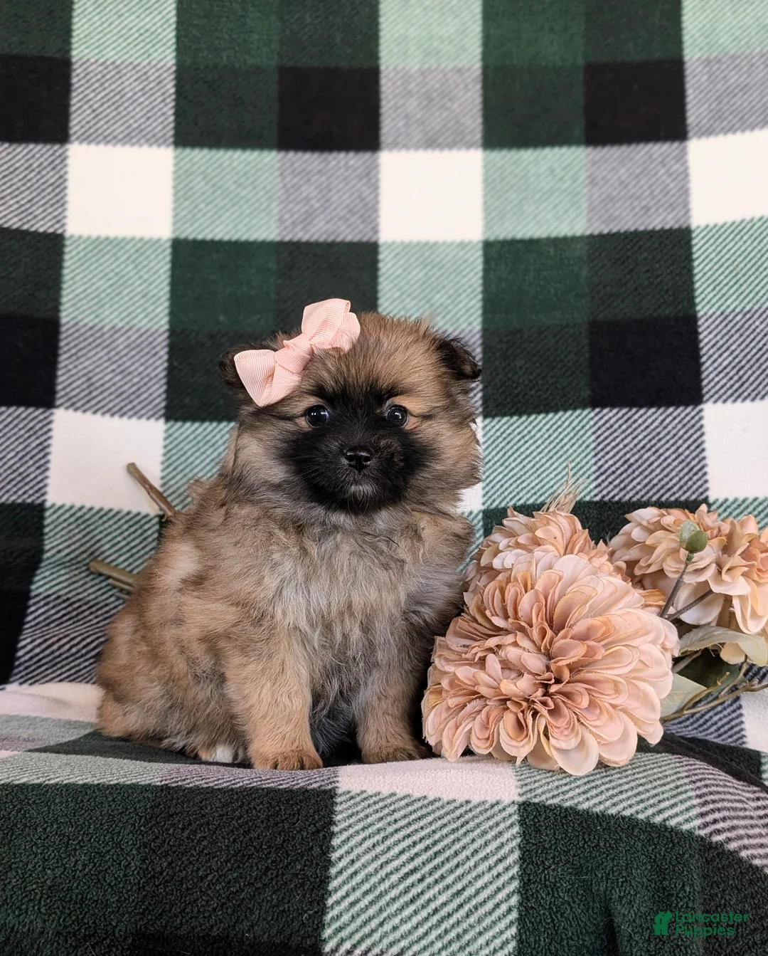 Pomeranian dogs for sale: Tiffany - Ad 5