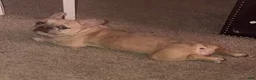 French Bulldog dogs for sale: Piglet  - Ad 5
