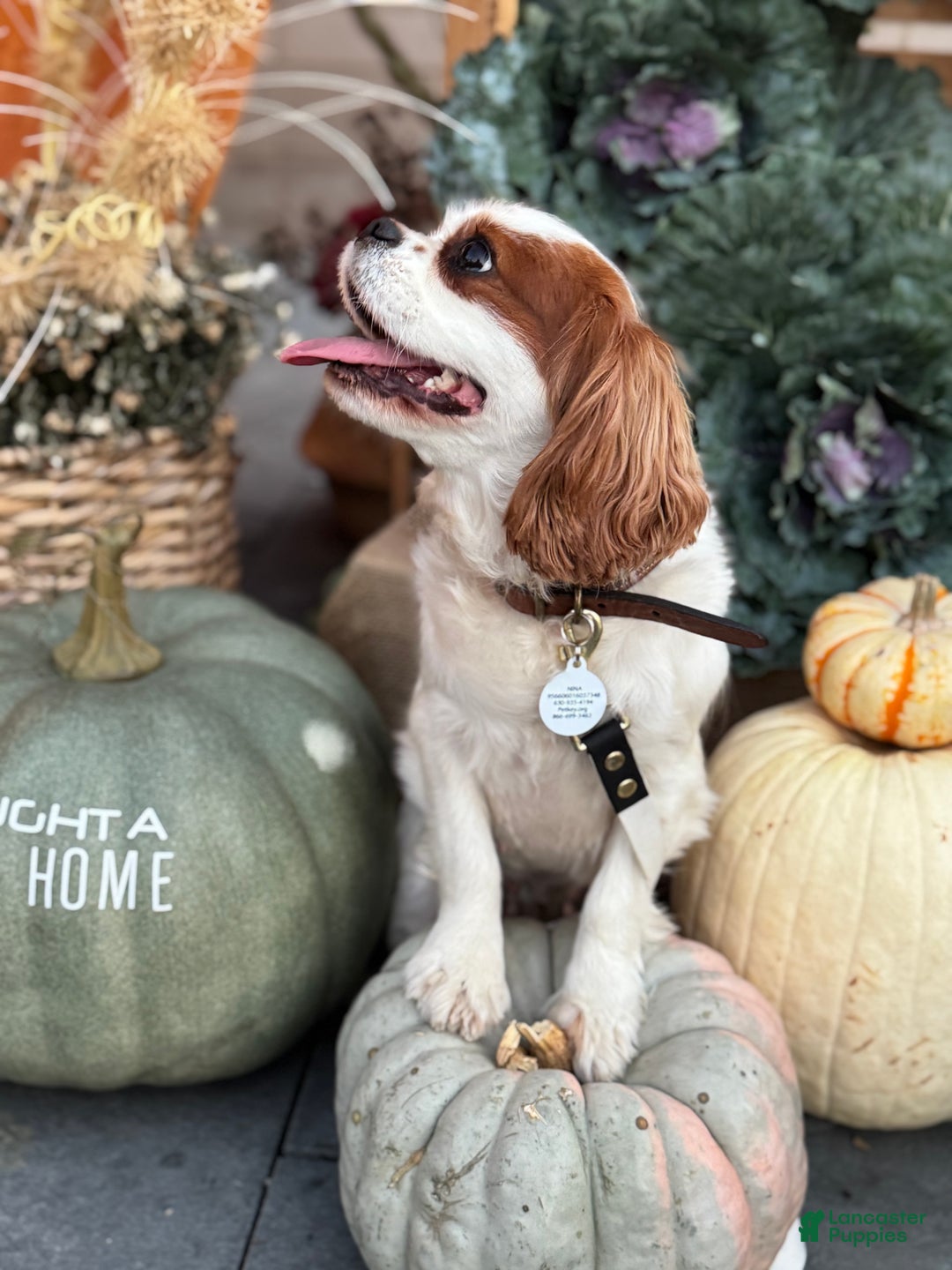 Cavapoo dogs for sale: Cavapoo Puppy 1 - Ad 4