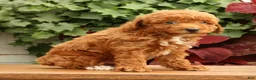 Miniature Poodle dogs for sale: Shawn - Ad 3