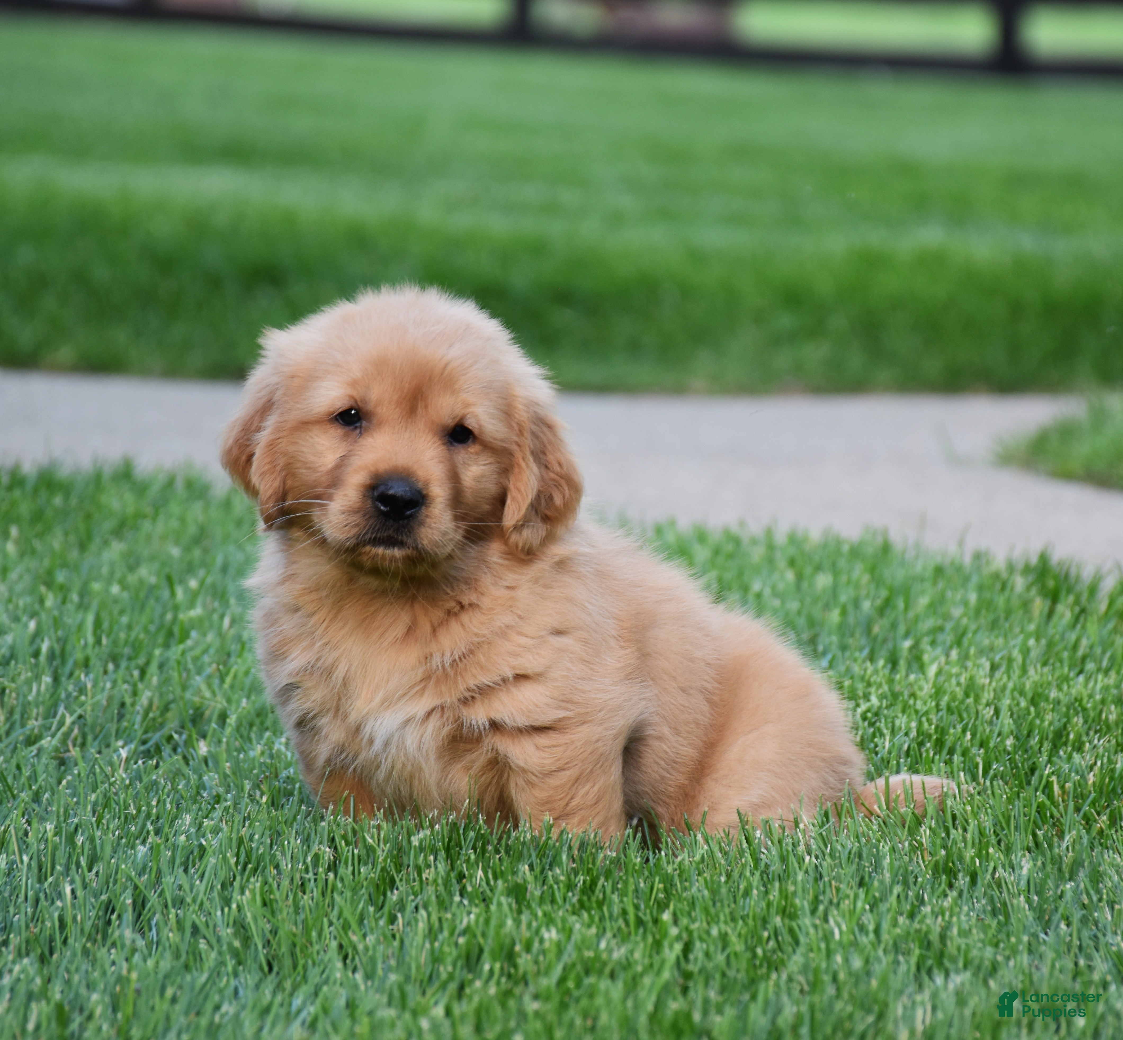 Golden Retriever dogs Adayah - Ad 1
