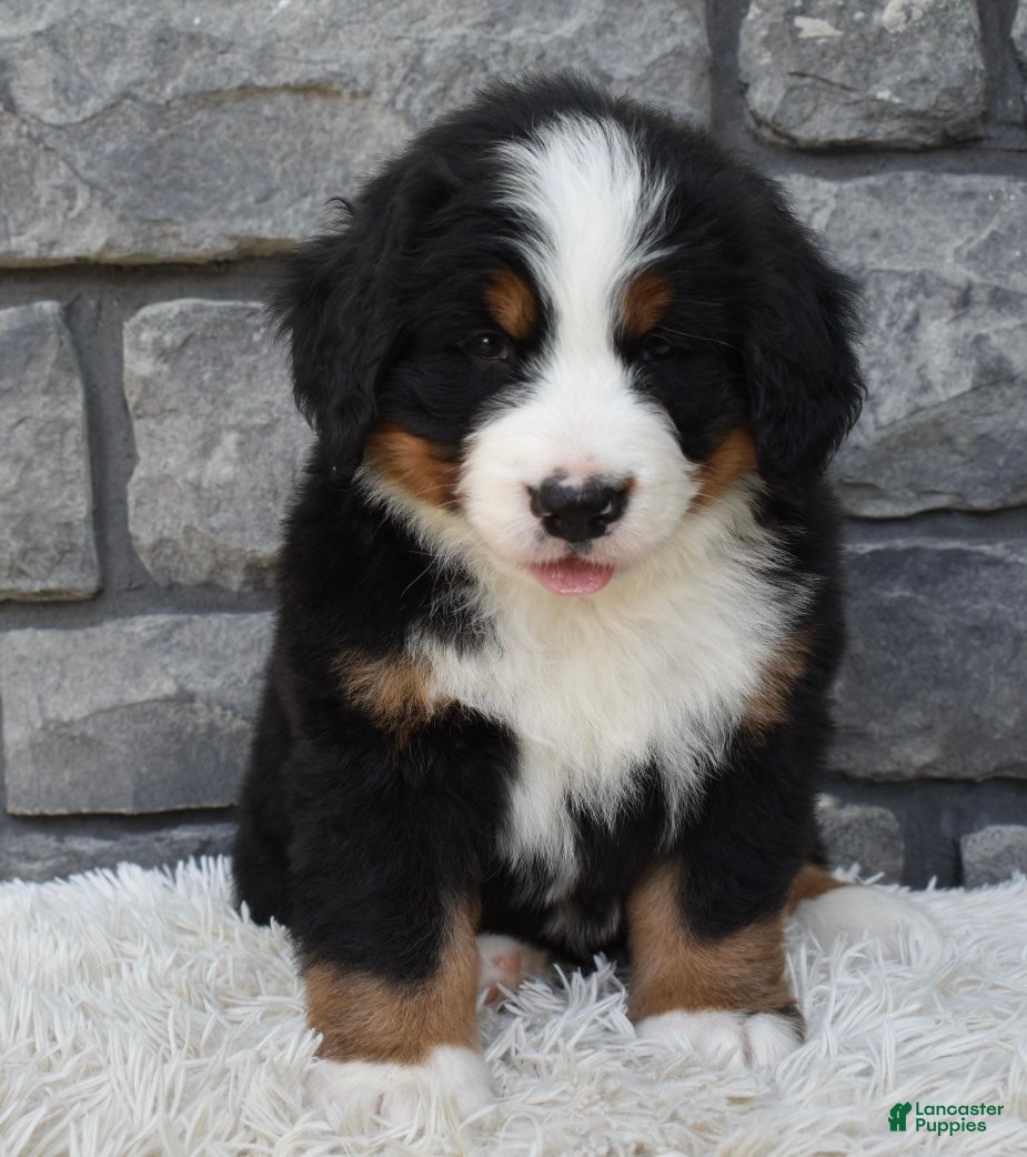 Bernese Mountain Dog dogs for sale: Bentley  - Ad 1